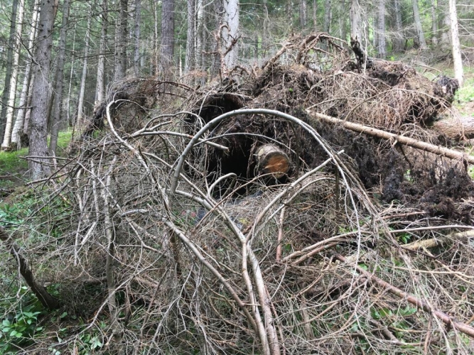 Perfektes Versteck unter Bäumen und Sträuchern