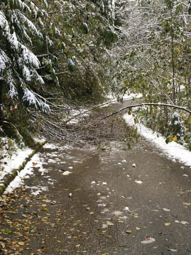 Bei einer Zufahrtsstrße liegt ein Baum über der Straße