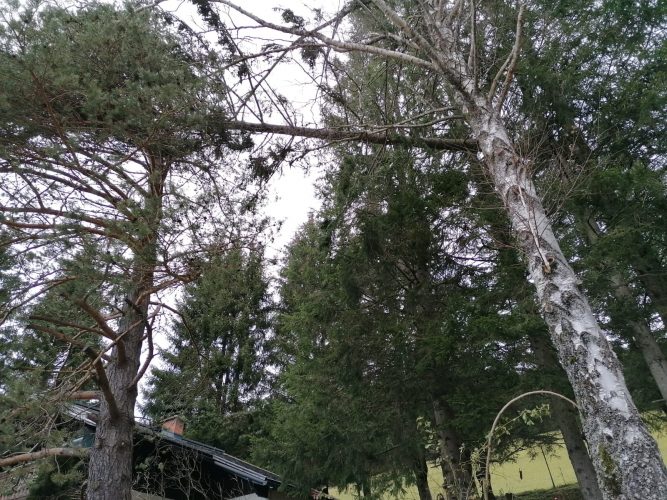 Baum hängt in den Baumwipfeln anderer Bäume