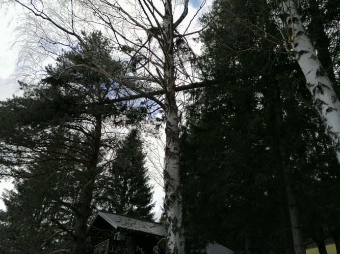 Baum hängt in den Baumwipfeln anderer Bäume