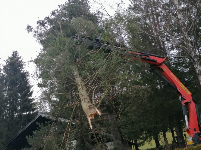 Abgebrochener Baum wird mit einer Holzzange von der Firma Greifensteiner aus der Höhe geborgen.