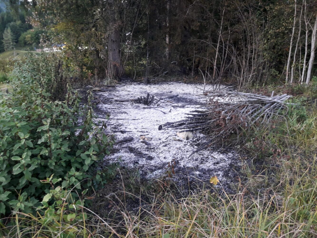Auf dem Foto ist ein abgebranntes Waldstück zu erkennen mit grauer Asche und Streucher